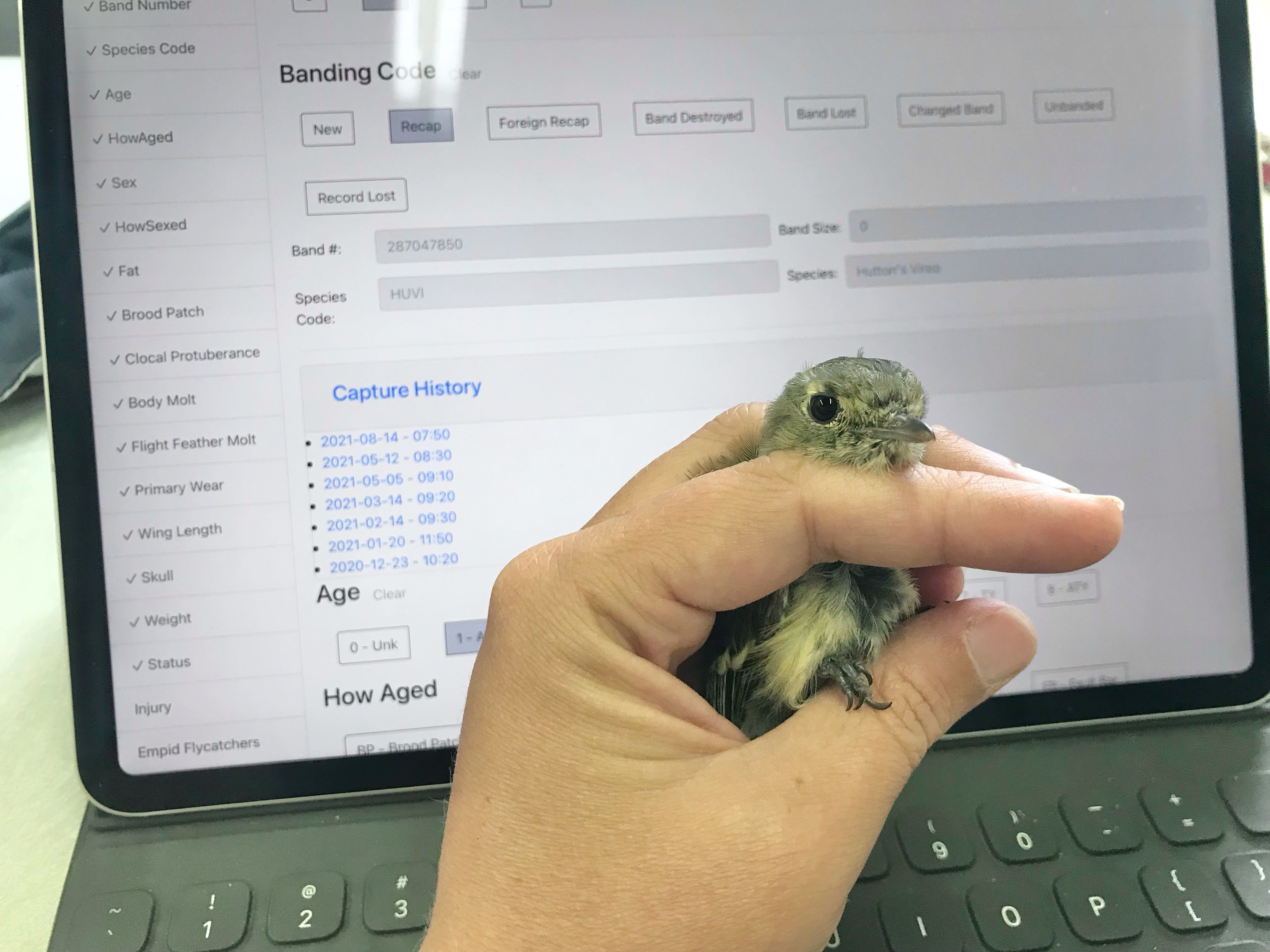 Bird bander holding a bird while sitting at a table with an iPad on it.