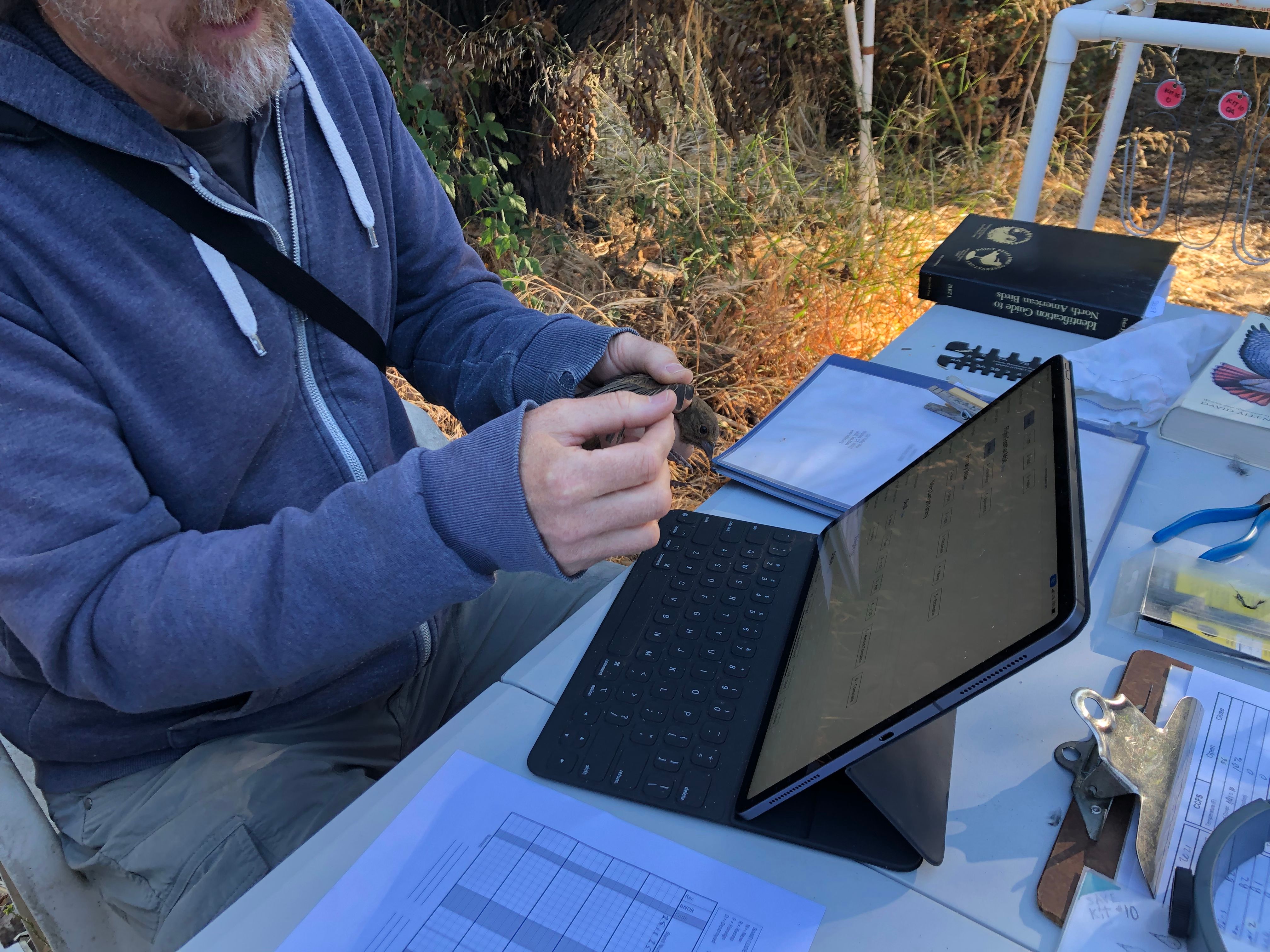 Bird bander holding a bird while sitting at a table with an iPad on it.